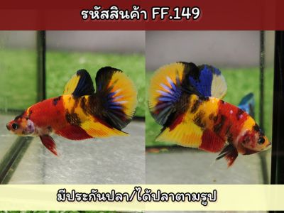 ปลากัดนีโม่เพศผู้ สีสวยเกรดAA พร้อมรัด ขนาด1.4-1.5 นิ้ว