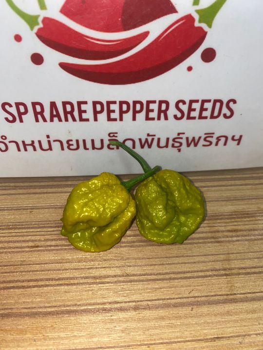 พริกซาตาน-pepperx-แท้