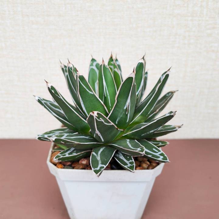 อากาเว่-วิคตอเรีย-agave-victoriae-reginae