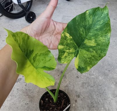 เลือกต้นทางช่องแชท) พิมว่าช้างเหลือง 💛 📀Alocasia gageana Aurea Variegated : บอนหูช้างด่างเหลือง ในกระถาง 8️⃣.5️⃣ นิ้ว . บอนหูช้างด่างขาวและบอนหูช้างด่างเหลืองมี ลักษณะเด่นคือ มีใบคล้ายกับหูช้าง (Elephant Ears)