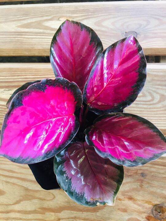Calathea Crimson Plant (Prayer Plant) Lazada PH