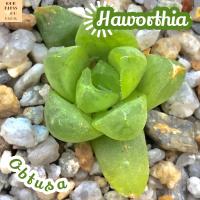 [ฮาโวเทีย ออฟตูซ่า] Haworthia Obtusa ส่งพร้อมกระถาง แคคตัส Cactus Succulent Haworthia กุหลาบหิน ไม้อวบน้ำ พืชอวบน้ำ ไม้โขด กระบองเพชร