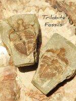 ? ฟอสซิล ไทรโลไบต์ มีฝาประกบ
( Trilobite Fossils ) 
แบบในก้อนหินมีฝาประกบมาด้วย ?
? ค่อนข้างสมบูรณ์ เหมาะเเก่การสะสม หรือเป็นตัวอย่างเพื่อการศึกษา / แหล่ง Morocco

⛏ ชนิด : ฟอสซิล ไทรโลไบต์ 
⛏ แหล่ง : Morocco
⛏ น้ำหนัก : 272 กรัม 
⛏️ ขนาด : 76×54×41 mm