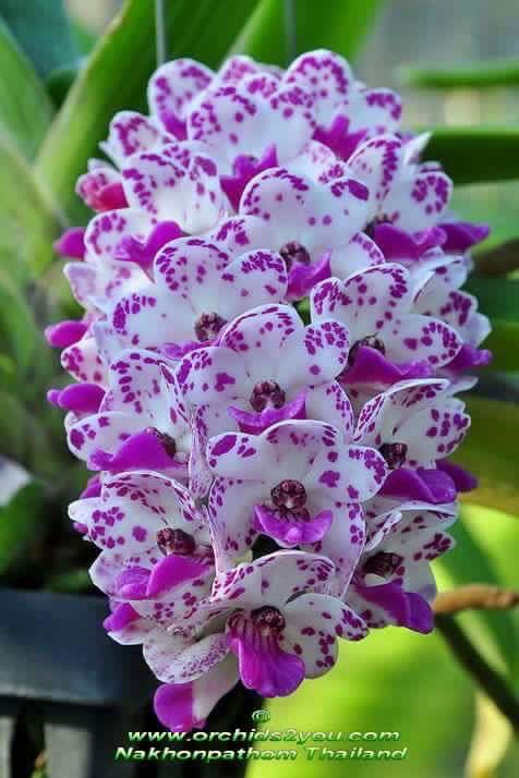 ต้นกล้วยไม้ตระกูลช้างดอกคละสี-กลิ่นหอมมาก-rhynchostylis-gigiantea