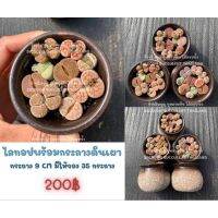 ไลทอปพร้อมกระถางดินเผาสวยๆ มีต้นแฝดทุกกระถาง  lithops  ​ไม้อวบน้ำ​ Echeveria ​Succulent​ haworthia​ cactus กุหลาบหิน