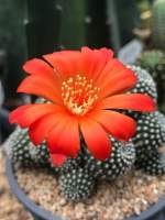 รีบูเทียดอกส้มแสด Rebutia Krainziana