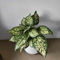 ? อัญมณีขาว Aglaonema sp. ‘Anyamanikhaw’ ครบชุดพร้อมโชว์ เบลล่า7"+จานรองในตัว+เม็ดดินเผา+ขาตั้ง