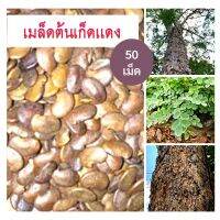 เมล็ดพันธุ์ต้นเกล็ดแดง 50 เมล็ด เมล็ดไม้ป่าหายาก เม็ดไม้ป่า เมล็ดไม้ป่า