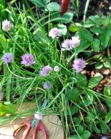 ต้นหอมฝรั่ง(ไชว์ส) - Common Chives