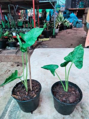 ต้นไม้ฟอกอากาศ 💥 [Alocasia cucullata crinkle] ต้นห่อเงินห่อทอง ขายเพียง 4️⃣2️⃣ บาท(วันนี้เท่านั้น) เป็นไม้มงคล มีชื่อที่เป็นสิริมงคล เชื่อว่าหากปลูกไว้จะให้มั่งมีเงินทอง ใบยิ่งห่อมากเท่าไหร่ก็จะยิ่งแสดงถึงความเก็บเงินทองอยู่ เสริมดวงเรียกเงินทอง