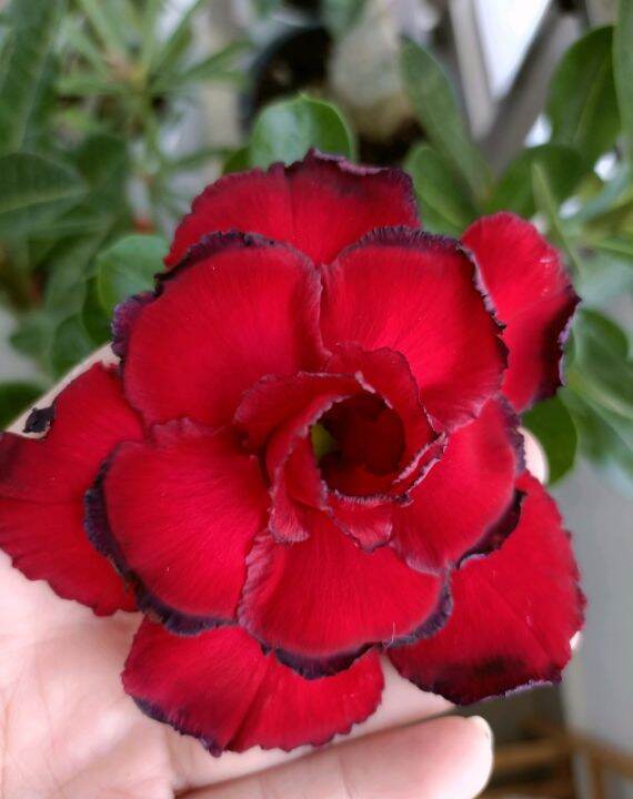 Taiwan adenium flowers live plants Lazada