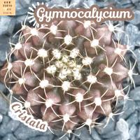 [ยิมโน คริส] Gymnocalycium Cristata ส่งพร้อมกระถาง แคคตัส Cactus Succulent Haworthia Euphorbia ไม้หายาก พืชอวบน้ำ ไม้หนาม ไม้ทะเลทราย กระบองเพชร