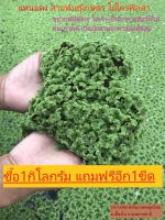 แหนแดง สายพันธุ์เกษตร ซื้อ1กิโลแถมฟรีอีก1ขีด