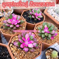 ??ลูกชุบกอแคคตัส สวยๆ สีสดมาก ? Anacampseros Rufescens