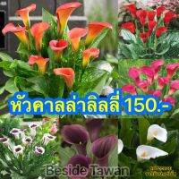 หัวคาลล่าลิลลี่ (Calla Lily) พร้อมปลูก เลี้ยงง่าย สีสวย หัวละ 150 บาท