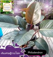 เศรษฐีรวยโชค  ขนาดจิ๋ว น่ารัก#Philodendron Red Cogo