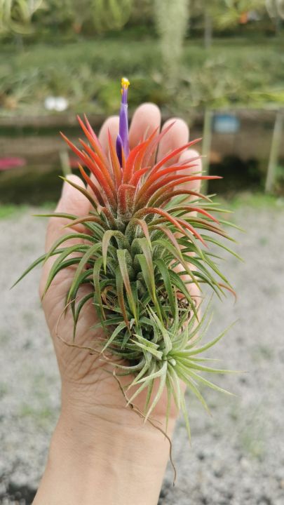 Air Plant Tillandsia Ionantha Tall / Thick Leaf / Stricta Airplant