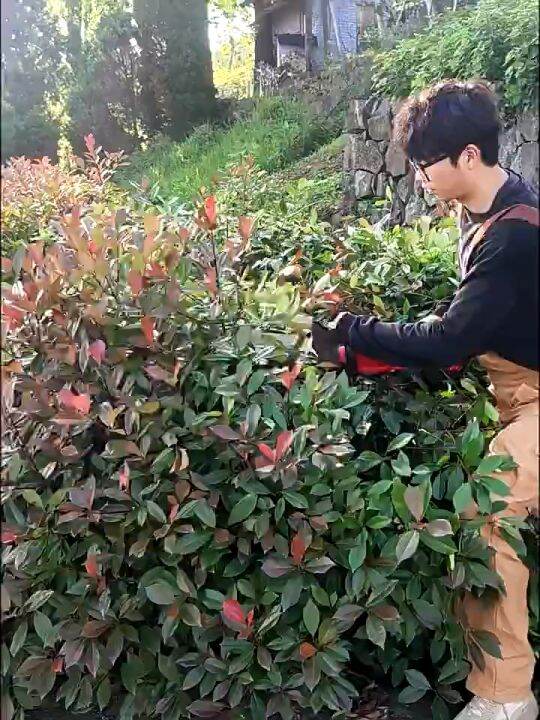 Cordless Hedge Trimmer 500W Electric Hedge Trimmer with Battery