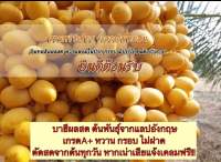 อินทผลัมสด หวาน กรอบ (ต้นพันธุ์แลป เกรดA) พันธ์บาฮีผลสด/ต้นพันธุ์เพาะเมล็ด สวนจำลองอินทผลัมการันตี