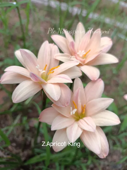 บัวดิน ดอกซ้อน Z.Apricot King แอฟพริคอตคิง หัวละ20บาท Lazada.co.th