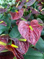 ต้นดอกหน้าวัว สีช็อกโกแลต เป็นสีใหม่ล่าสุด ดอกหน้าวัว (Anthurium )  สายพันธ์นำเข้าจากฮอลแลนด์ เศรษฐีเงินหนา, หน้าวัวใบ ดอกหน้าวัวใบสวยมาก สีม่วงสวยมากๆ ต้นสูง 30-35 ซม ในกระถาง 8 นิ้ว