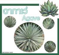 อากาเว่ AGAVE อะกาเว่ “ดาวกระจาย“ | ป่านศรนารายณ์ | กรุณาอ่านรายละเอียดก่อนสั่งให้เข้าใจ