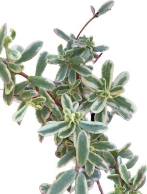ชมพูทิพย์ หรือ คุณนายไฮโซด่าง กระถาง 3 นิ้ว ซื้อ 5️⃣ แถมฟรี1️⃣ ทุกๆ 5 กระถาง สีสวย ใบสวย ออกดอกบ่อย Portulaca Oleracea variegata ไม้อวบน้ำ ต้นไม้