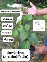 พริกไทยดำ พันธุ์ภาคใต้ (รสเผ็ดจัดจ้าน)