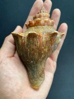 หอยสังข์ หอยสังข์ หอยยอด หอยนางรมyellow horn conch shell huang