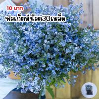 ฟอร์เก็ตมีน๊อต30เมล็ด 10บาท เท่านั้น