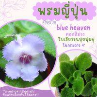 สวยมาก!! พรมญี่ปุ่นบลูแฮฟเว่น (blue heaven)ดอกสีม่วง ใบเขียวขนปุยนุ่มมาก ส่งพร้อมกระถาง 4 นิ้ว ค่าส่งถูก