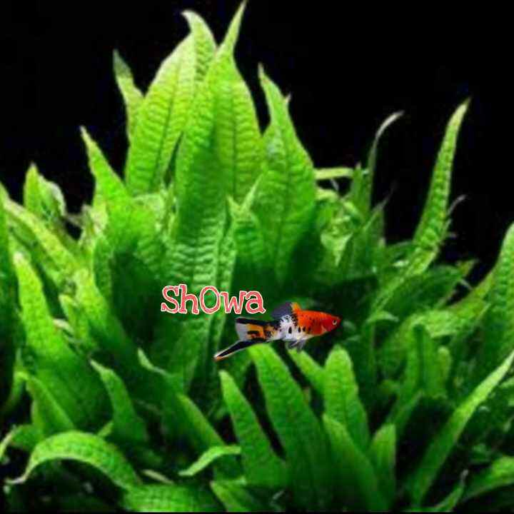 Java Fern For Aquarium Decorations | Lazada PH