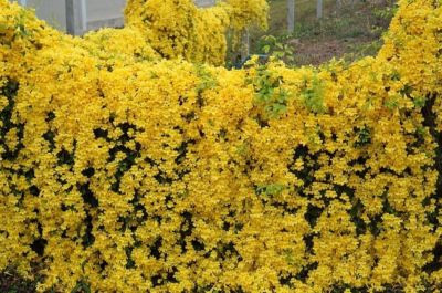 ต้นเหลืองชัลวาล ไม้เลื้อยดอกเหลืองจัดส่งทั้งถุง ขนาดสูง60-80ซ.ม.