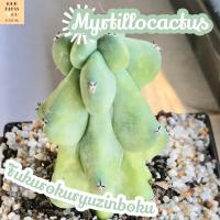 [นมพันเต้า ตัดสด] Myrtillocactus Fukurokuryuzinboku ส่งพร้อมกระถาง แคคตัส Cactus Succulent Haworthia Euphorbia ไม้หายาก พืชอวบน้ำ ไม้หนาม ไม้ทะเลทราย กระบองเพชร