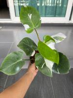 Philodendron White Princess ฟิโลเดนดรอน ไวท์ ปริ้นเซส (เลือกต้นได้)