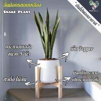 ?? ลิ้นมังกร (Snake Plant) "กอใหญ่" กระถางเบลล่า9"นิ้ว+เม็ดpopper+ขาตั้ง ไม้สน (ต้นไม้ฟอกอากาศ)