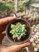 กุหลาบปารากวัย หรือ แกร๊ปโตพีทาลัม ปารากวัยเอนเซ (Graptopetalum paraguayense)