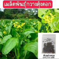 เมล็ดพันธุ์กวางตุ้งดอก ช่อดอกสีเหลืองสด ต้นใหญ่ น้ำหนักดีมาก เมล็ดผัก เมล็ดพันธุ์ กวางตุ้งดอก ขยายพันธุ์ต่อได้