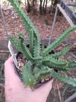 Huernia zebrina, Life Saver Flower