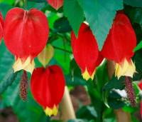 เมล็ดพันธุ์ชบา อาร์เจนติน่า Argentina Hibiscus Seed เมล็ดพันธุ์แท้นำเข้าจากต่างประเทศ คุณภาพดี ราคาถูก