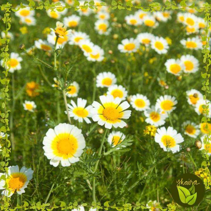 Garland Chrysanthemum Flower 10 Seeds for Planting Lazada PH