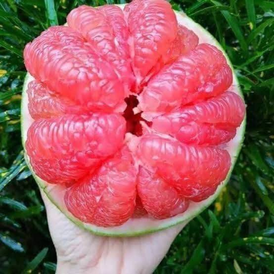 ต้นส้มโอทับทิมสยาม-แบบเพาะเมล็ด-ขนาดต้นสูง-40-60-ซม-เนื้อแน่นเป็นสีแดง-หวานฉ่ำ-กรอบอร่อย