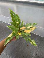 ฟิโลใบเลื่อยด่าง (Philodendron ring of fire ) กระถาง8นิ้ว