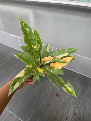 ฟิโลใบเลื่อยด่าง (Philodendron ring of fire ) กระถาง8นิ้ว