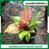 ฟิโลเดนดรอน​ เชอร์รี่เรด/กุมารแดงเรียกทรัพย์​​(Philodendron Cherry Red)​ไม้มงคล ไม้ประดับ