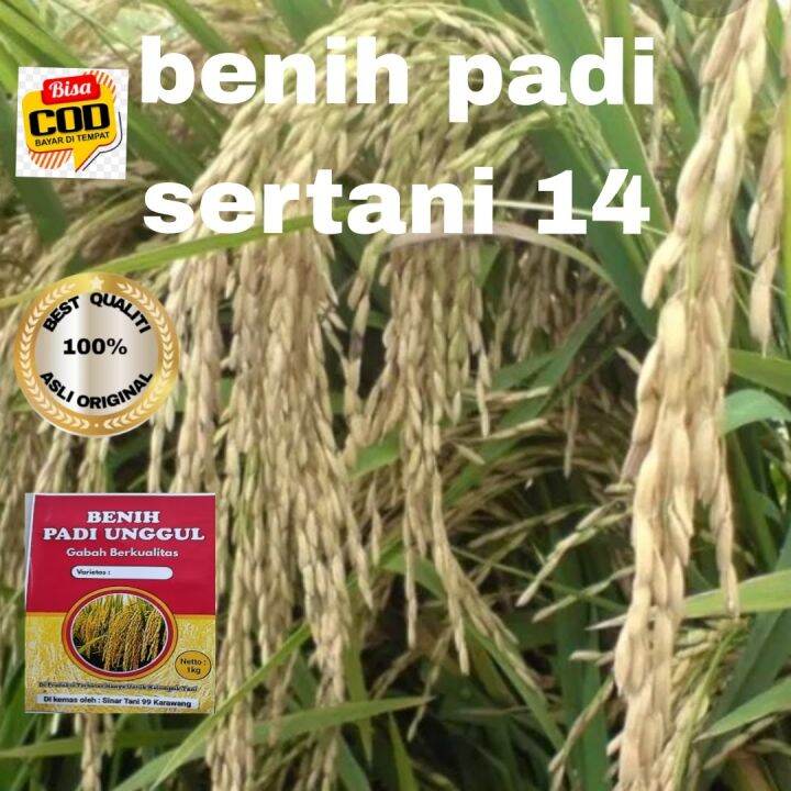 Benih Padi Unggul Sertani 14 Kualitas 1kg Lazada Indonesia