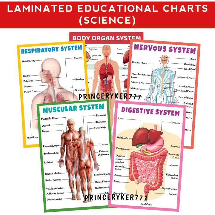 About Science Educational Charts A4 Size Laminated Charts Human Organs Body Systems 2054