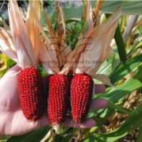 ❣️ข้าวโพด ข้าวโพดสตอเบอรี่ ❣️Strawberry Corn Seeds เมล็ดพันธุ์สตอเบอรี่ป๊อปคอร์น บรรจุ 3 เมล็ด 10 บาท