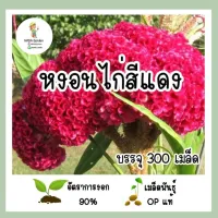 เมล็ดพันธุ์ หงอนไก่สีแดง 300เมล็ด