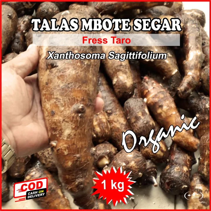 TALAS MBOTE SEGAR Fresh Taro Xanthosoma Sagittifolium Organic Herbal Kemasan Kg